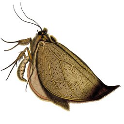 Repomix