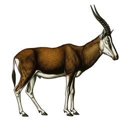 Aapi