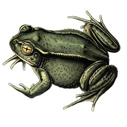 Fofa